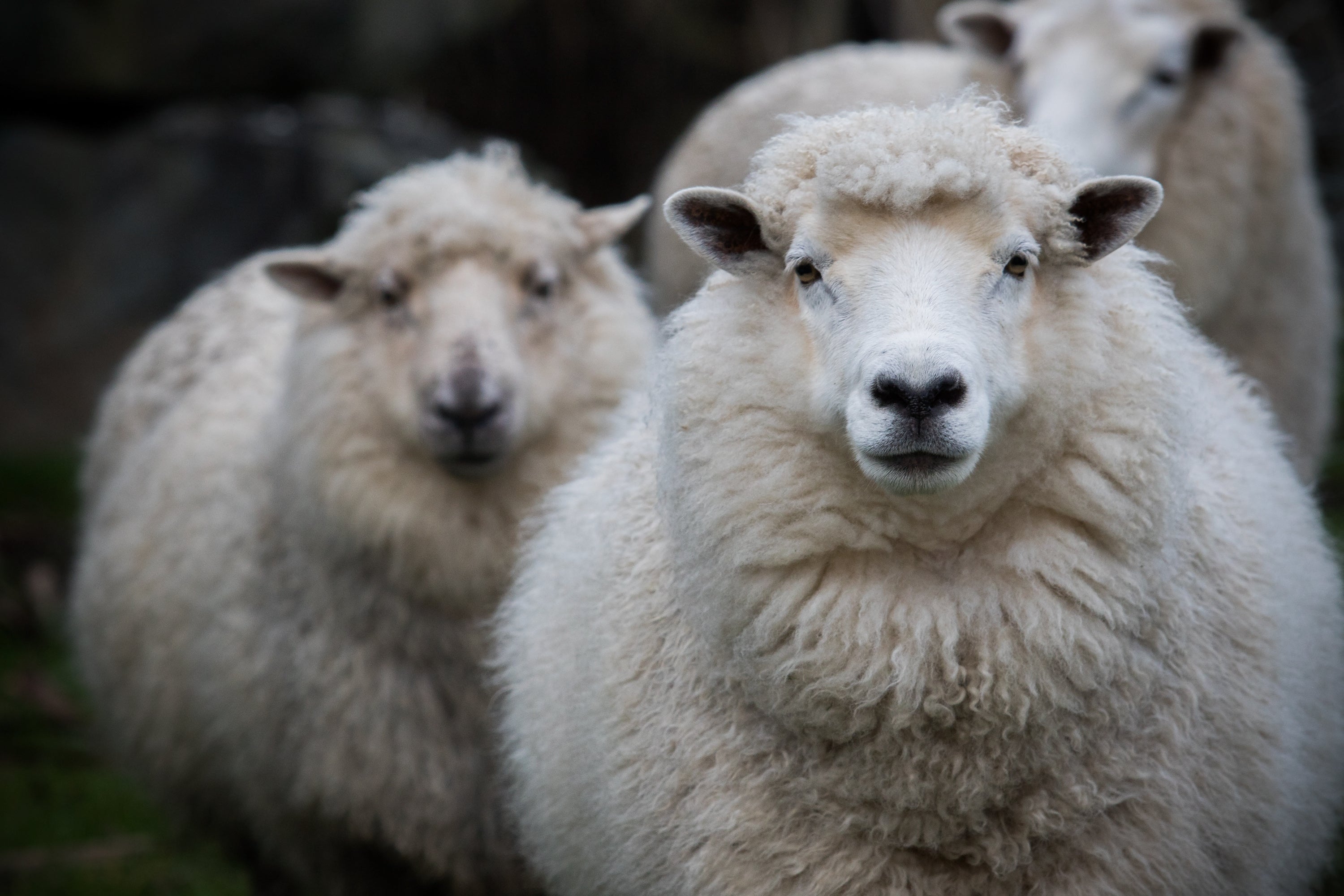 Merino – alles, was du über die Feinwolle wissen solltest